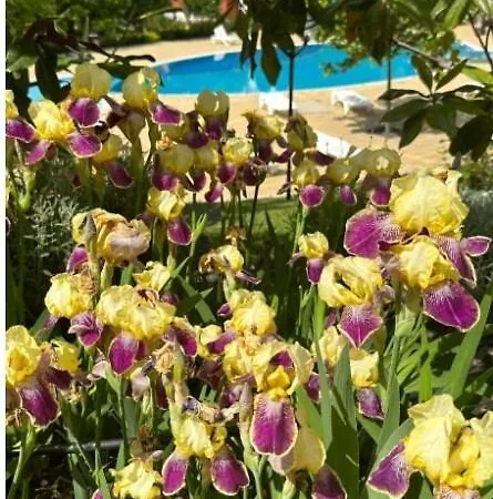 Sea Paradise 2-room Seafront In Sveti Vlas Daire